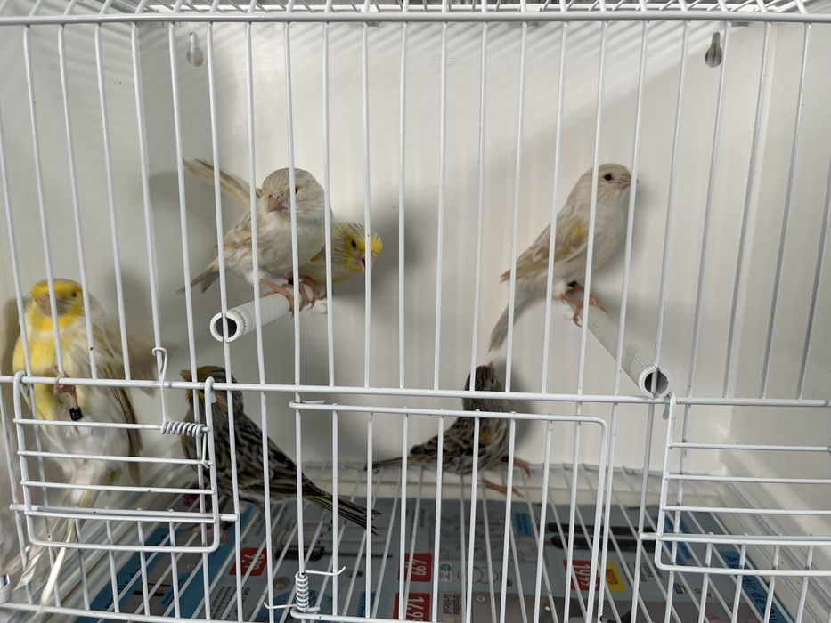 Canários - Ler descrição