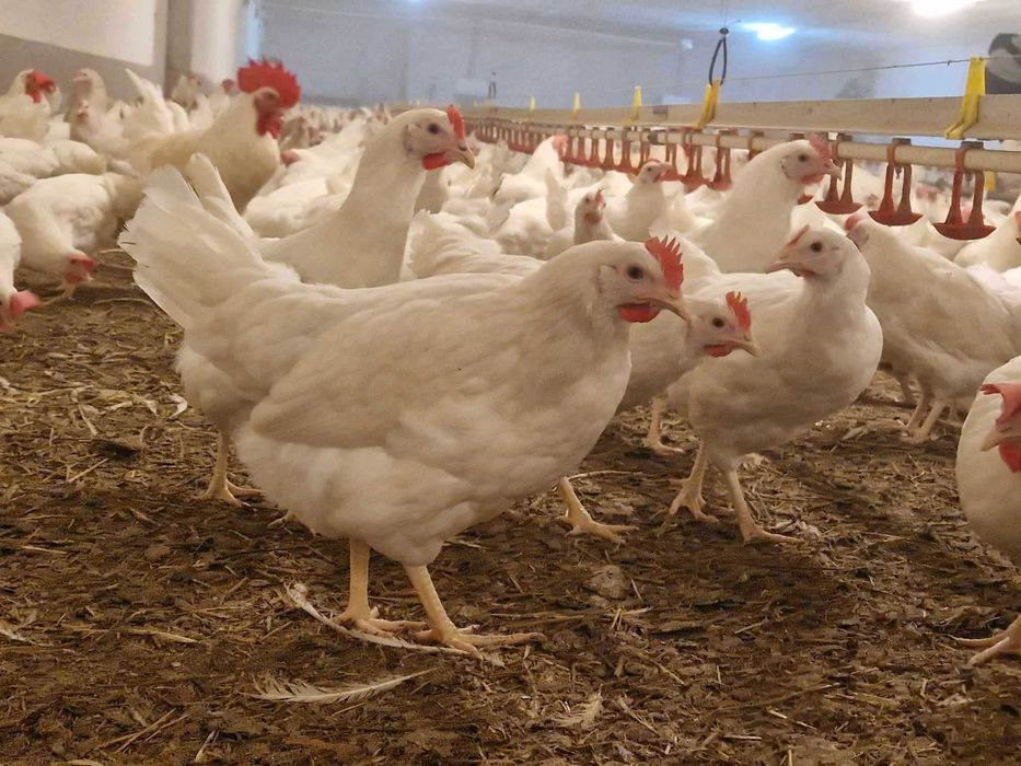 Kury kokoszki nioski odchowane Tetra jak leghorn dostawa Gratis