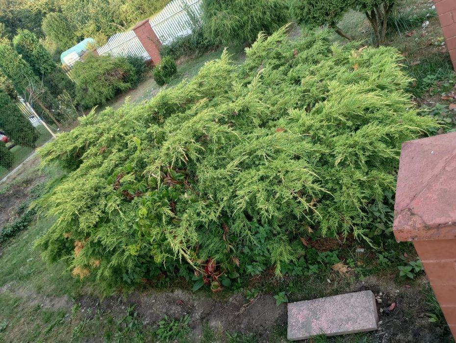Jałowiec kliku letni