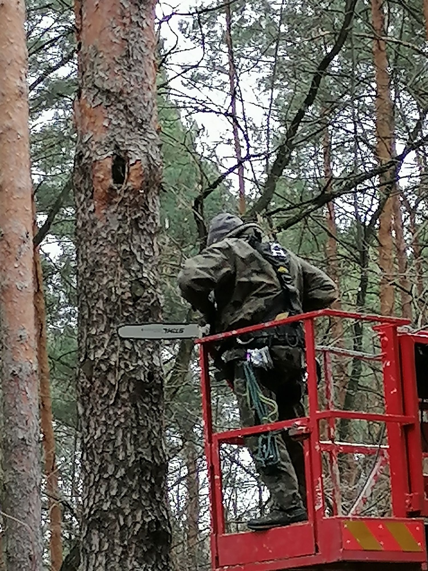 WYCINKA i pielęgnacja drzew, krzewów