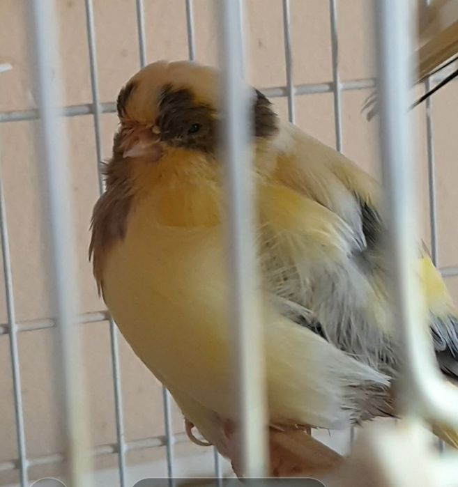 Fêmea Reprodutora Gloster 2024