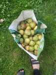 Продам грушки 20грн. за 1 кг