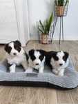 Border collie - piesek. Badania