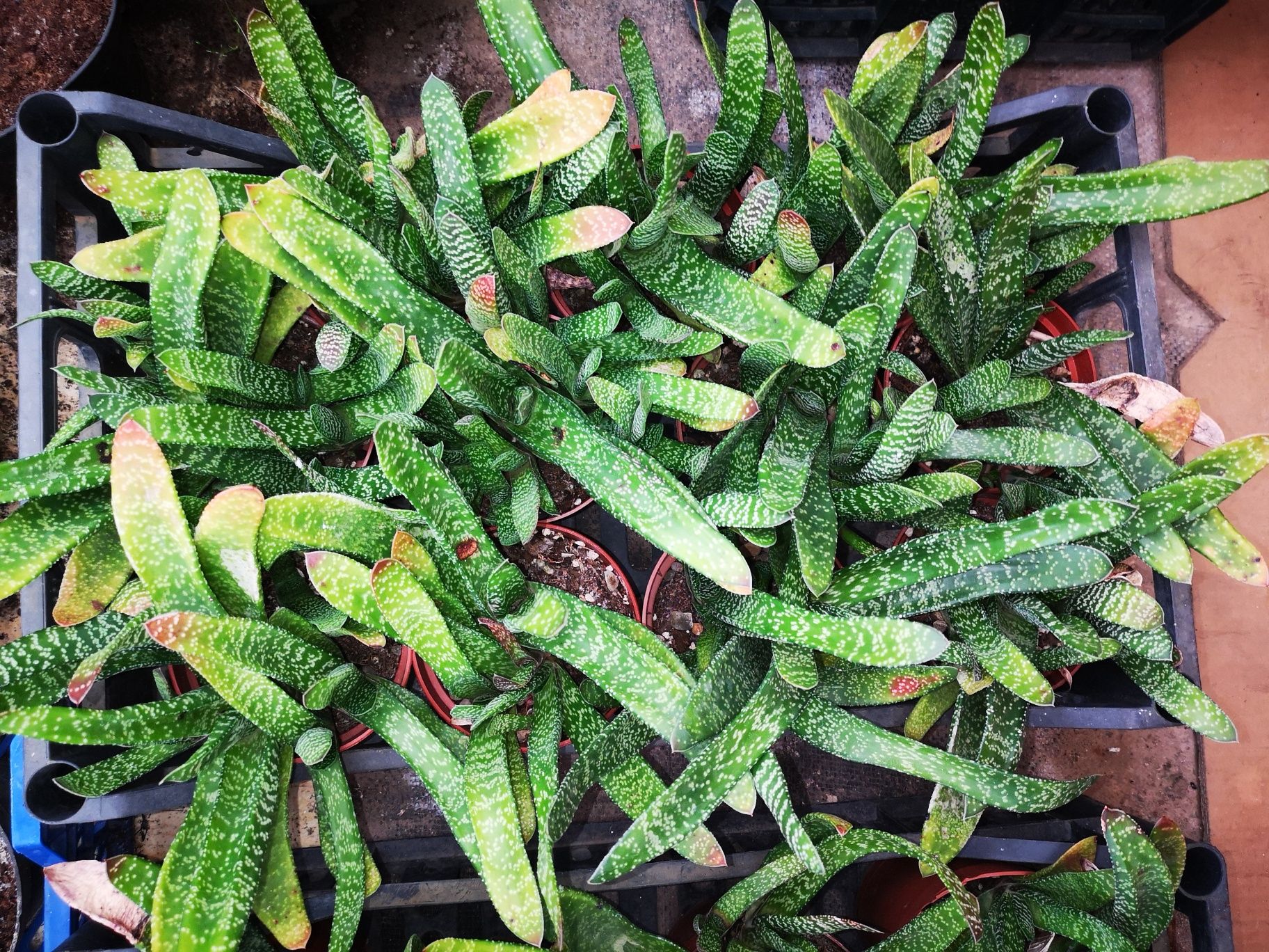 sukulenty gasteria kaktusy