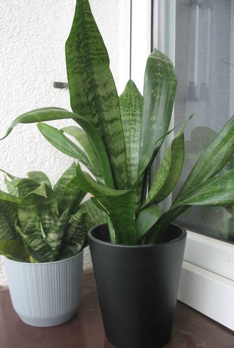 Sansewieria, Pilea - pieniążek