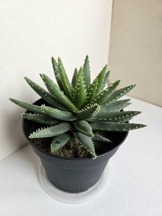 Planta Aloe brevifolia Vaso 13 cm