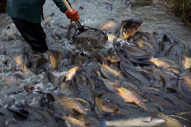 Karp handlowy , sprzedaz hurtowa