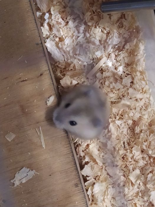 Джунгарские хомячки