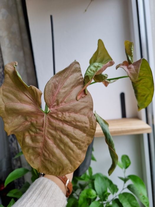 Сингоніум Пінк Неон Syngonium Neon Pink