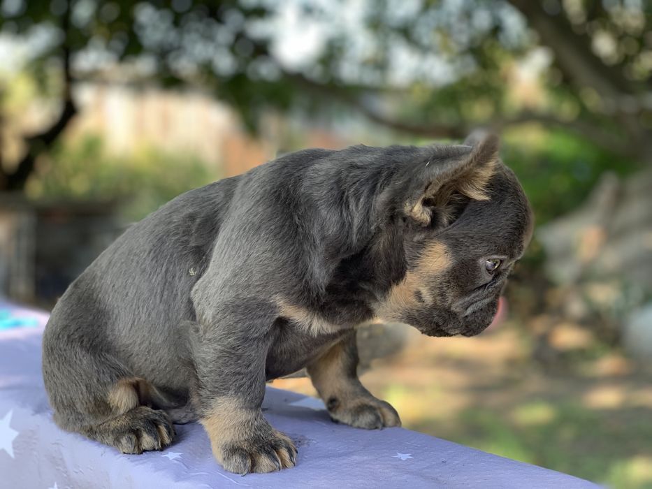 Голубой флаффи Пику