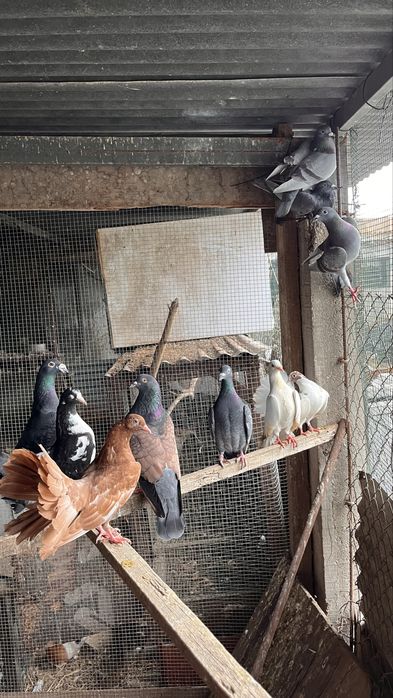 Paros pombos codornizes rolas