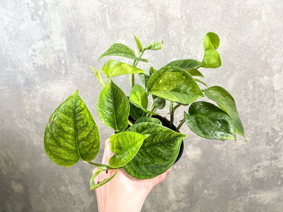 Эпипремнум Global green - комнатное растение