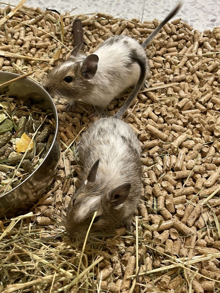 Koszatniczka - Degu, wyjątkowe kolory!