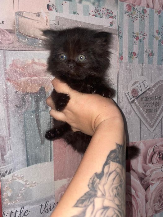 Kocurek perski czarny z rodowodem