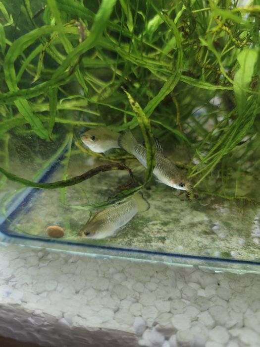 Лімія перуджи чернополоса