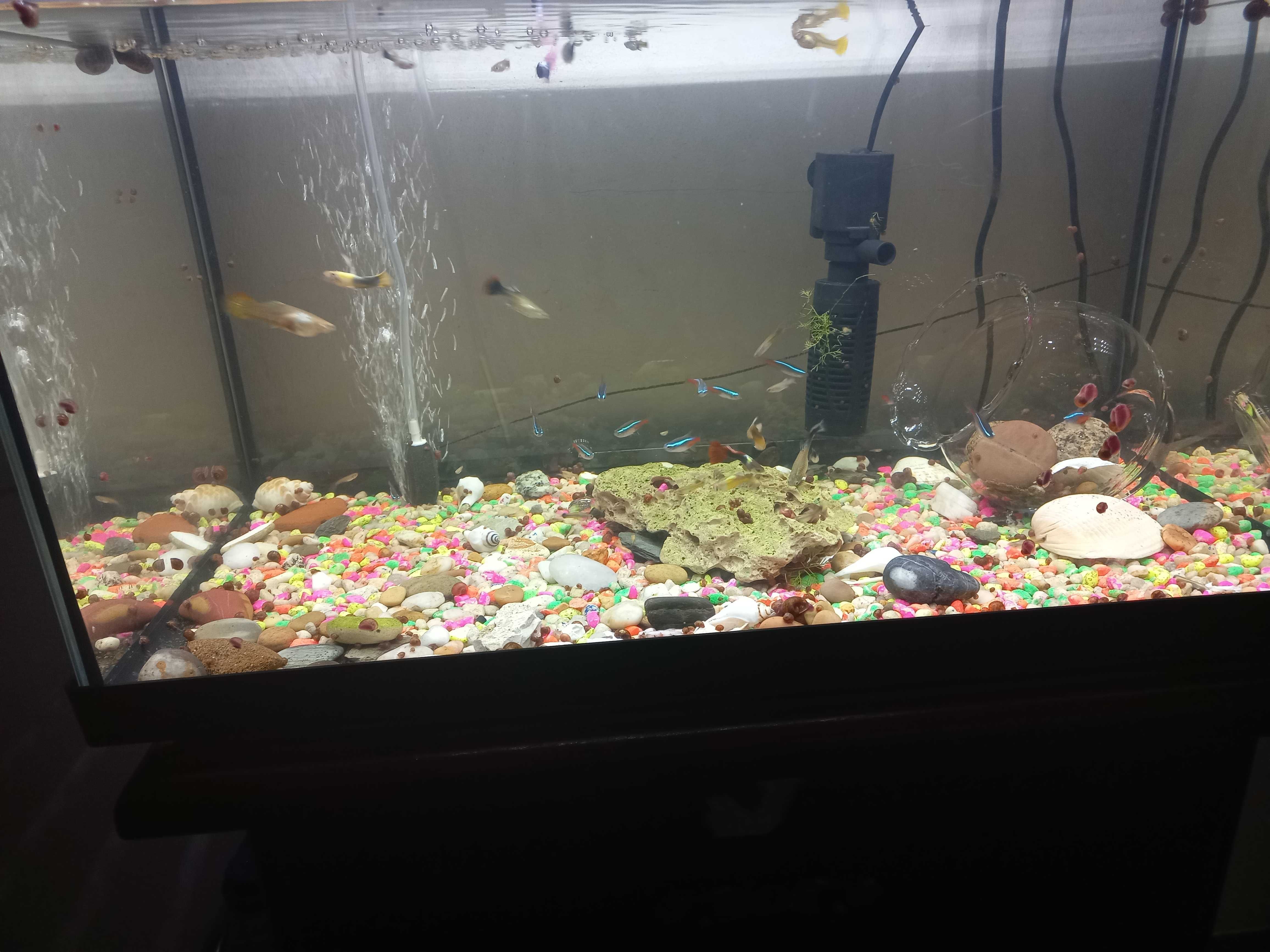 Aquário (peixes incluídos )