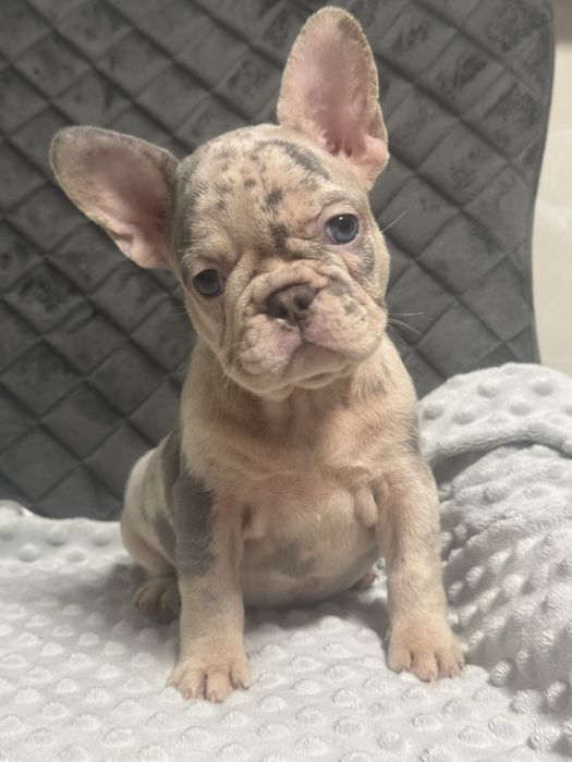 Цуценятка французики