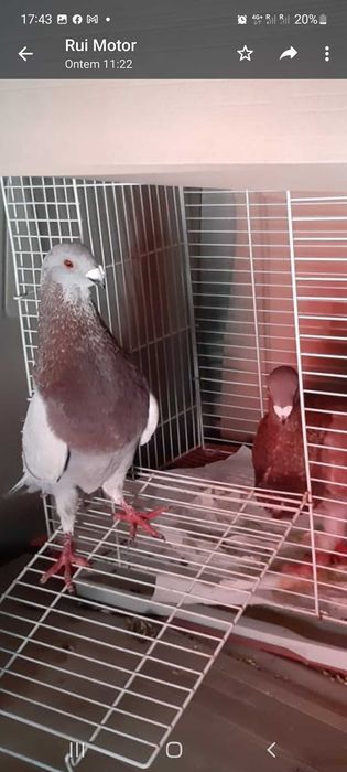 Pombo buchon jiennense valenciana