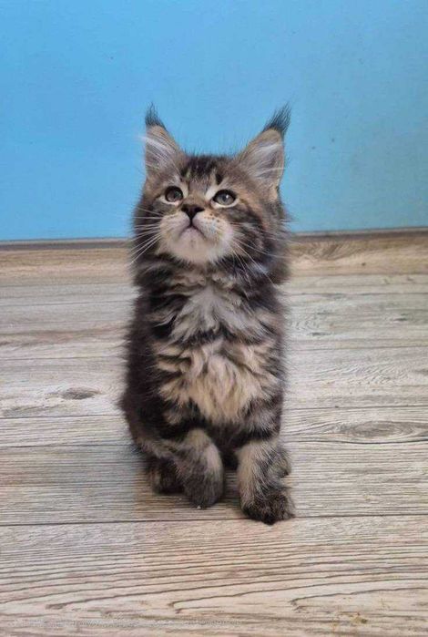 Sprzedam kotkę czarną Maine Coon