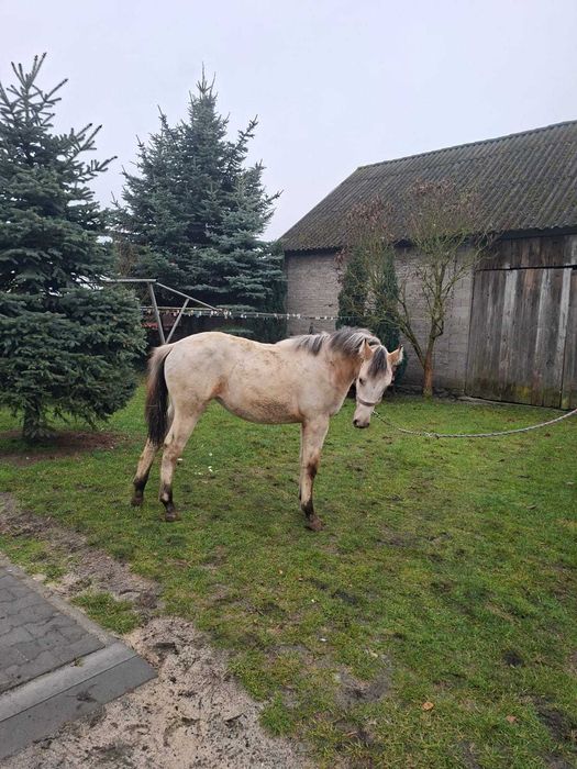 Sprzedam klaczkę po tarantach