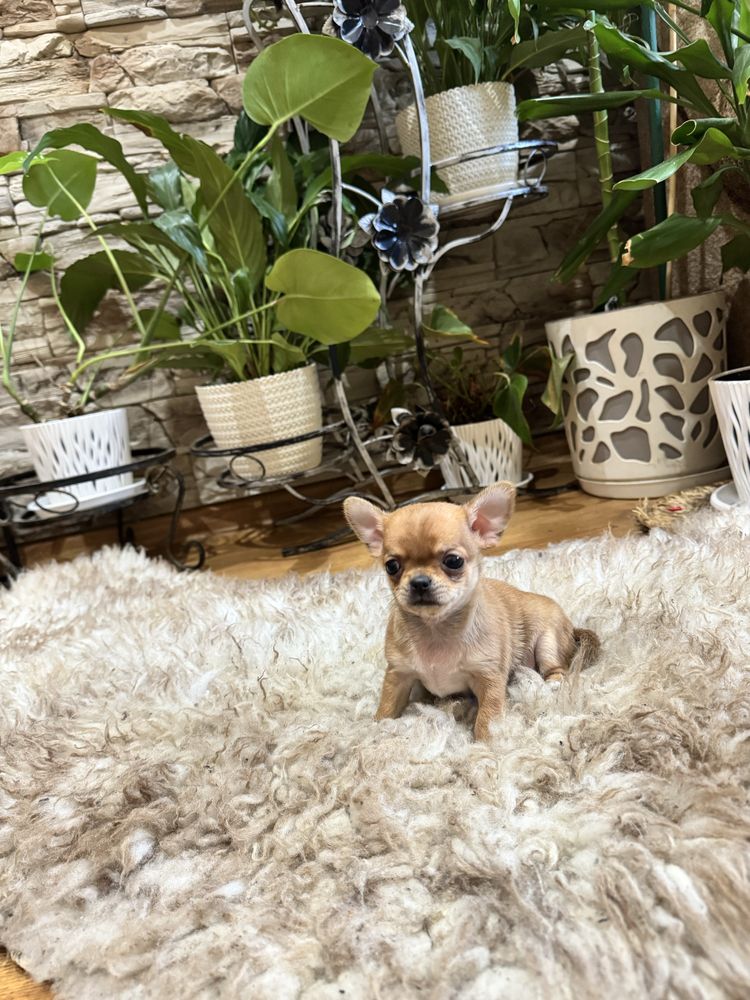 chihuahua krótkowłosy