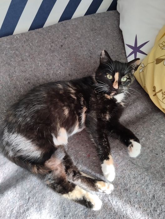 Кішечка шукає нову сім’ю. Безкоштовно