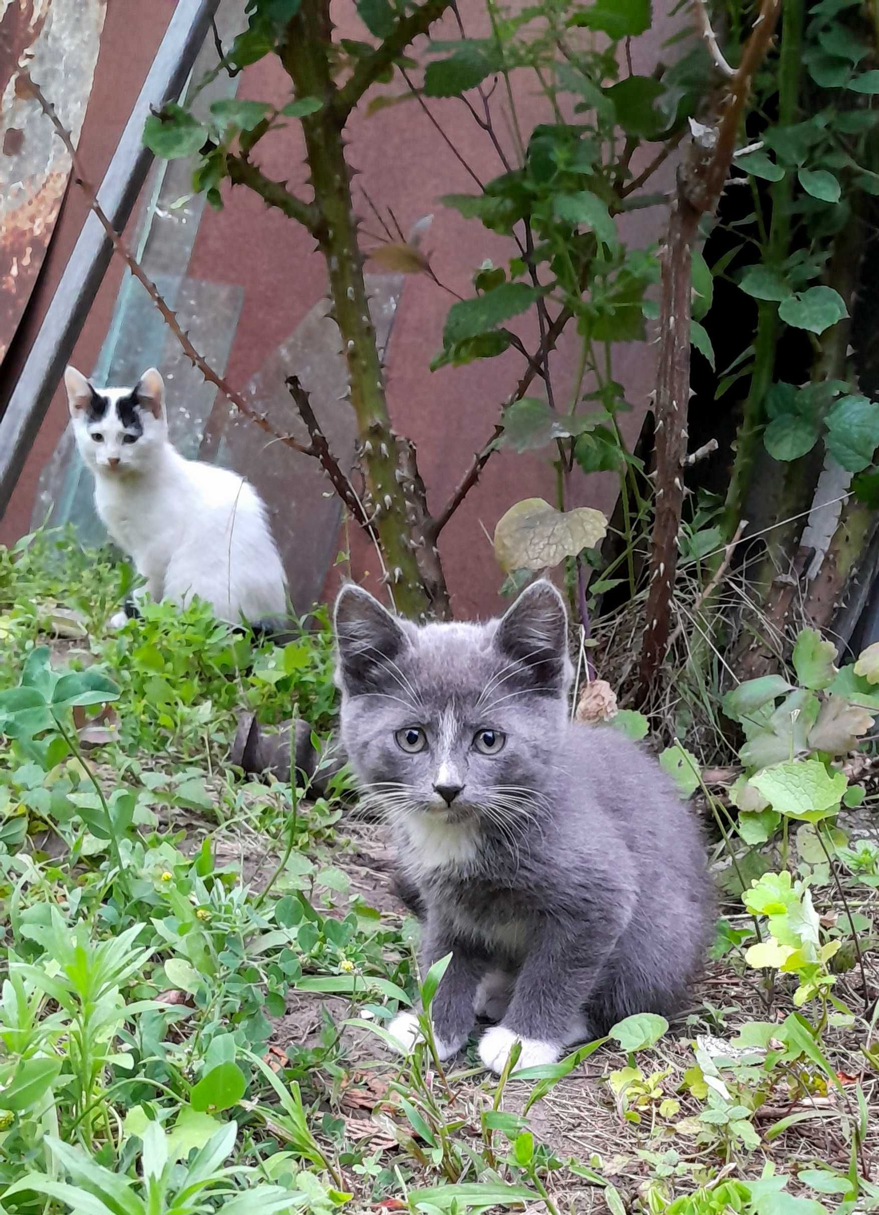 Кошенята шукають дім — віддам безкоштовно