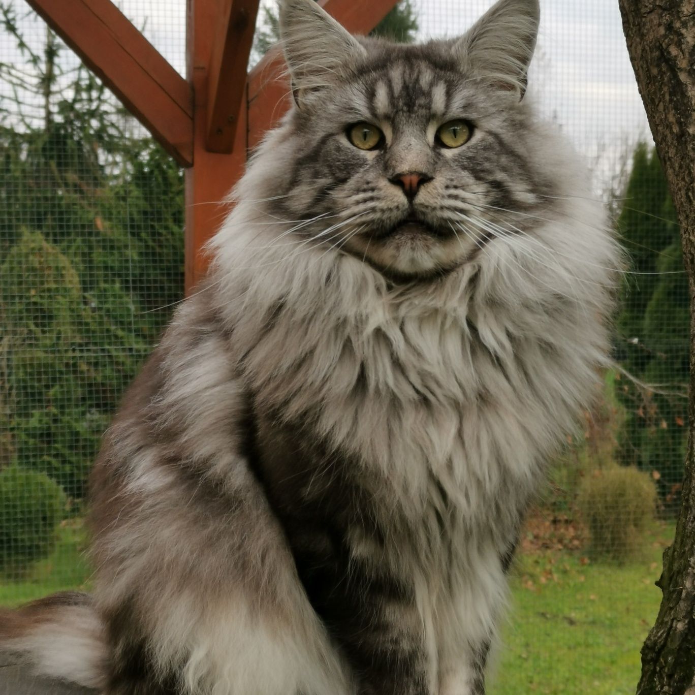 Kotka Maine Coon