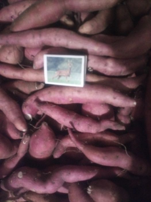 Батат вінницький рожевий