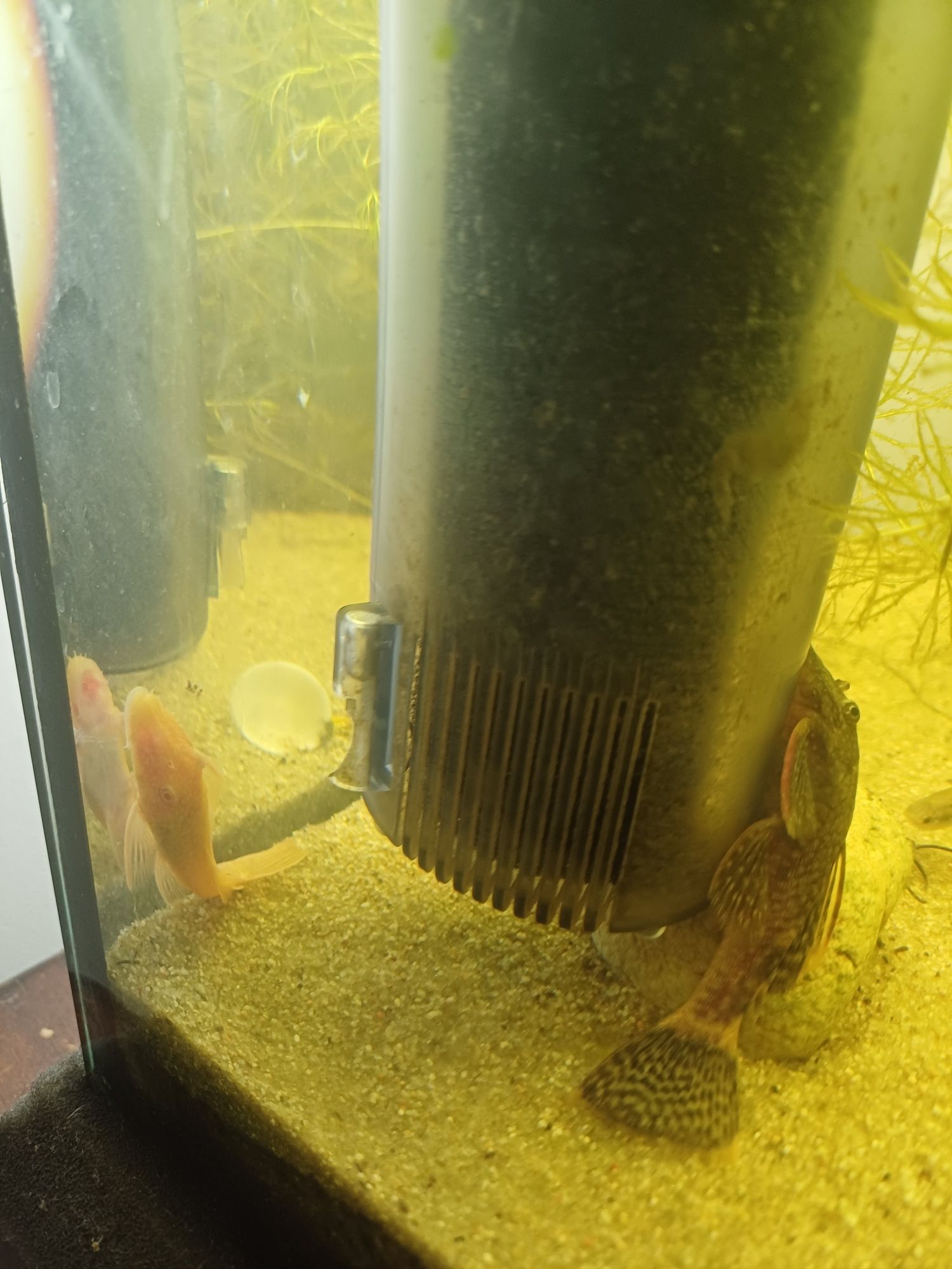Casais ancistrus