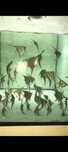 Pterophyllum Scalare "Altum Peruensis"
