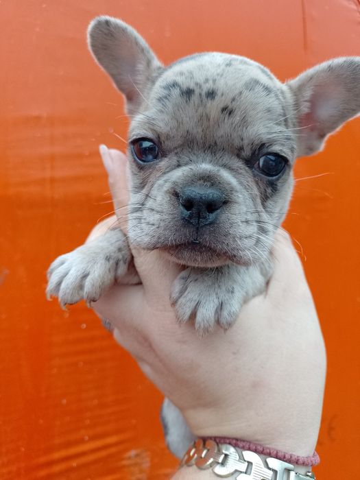 Французы чистокровні Хлопчики та дівчатка є доставка з рук в руки