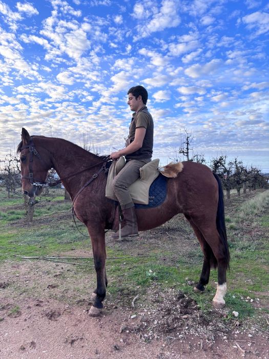Égua montada super docil