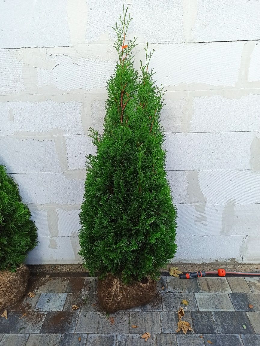 Tuja Thuja Szmaragd 50cm-180cm PREMIUM Sprzedaż, Nasadzenia, GRUNT