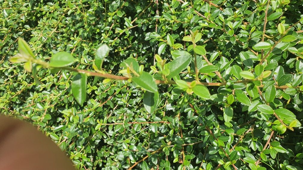 Irga Szwedzka Ursynów-zimozielone krzewy-pak. 100 szt. roślin z gruntu