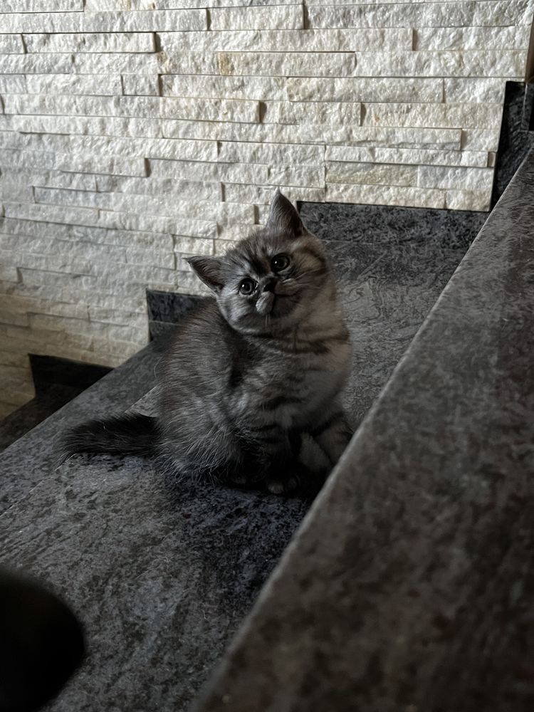 Kotka dymna whiskas brytyjska