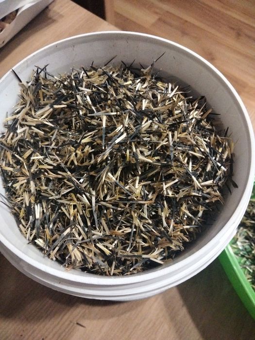 Turki (aksamitki) NASIONA