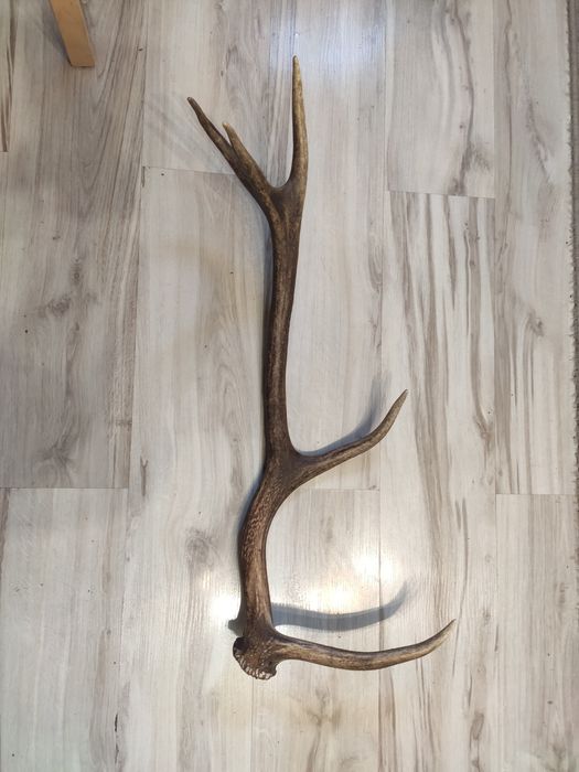 Poróże,rogi Jelenia.