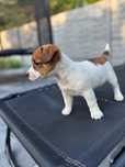 Jack russell terrier sunia