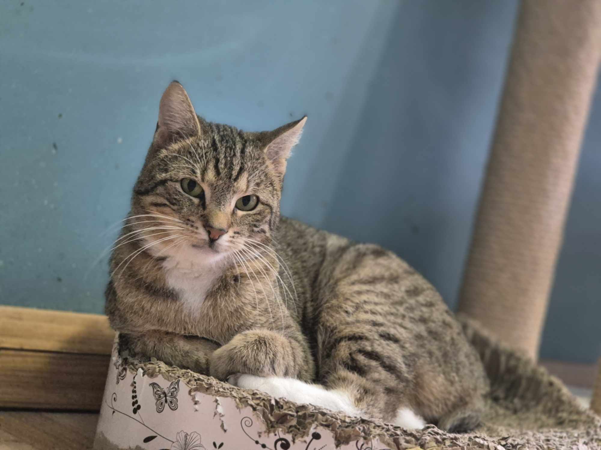 Dynia bardzo chce do domu -kot do adopcji