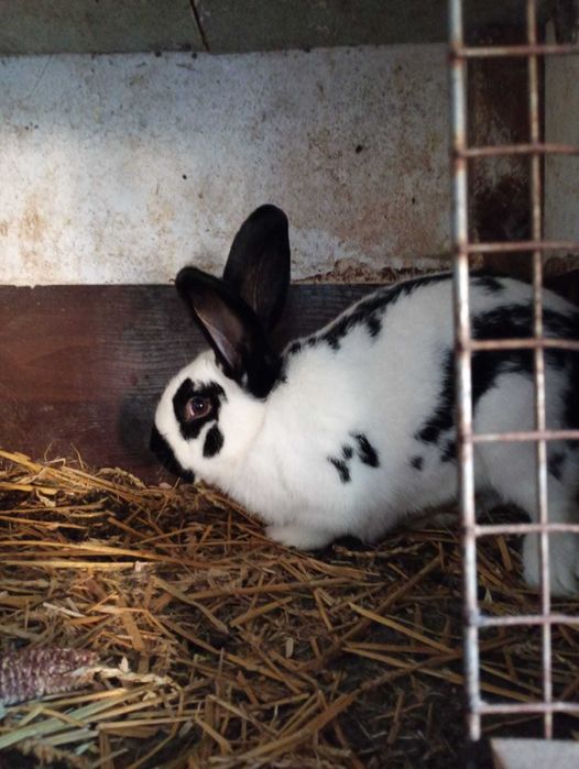 Sprzedam Samca rasy Srokacz