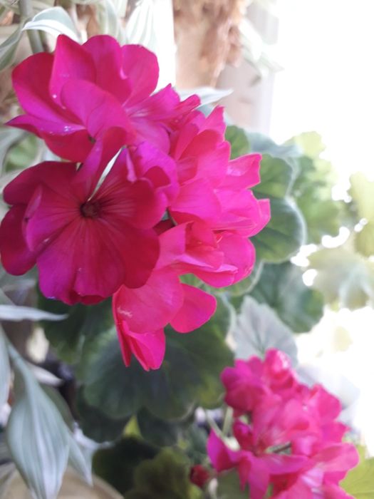 Пеларгония махровая герань