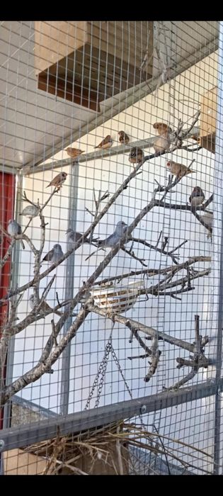 Mandarins e rolas diamantes boa qualidade