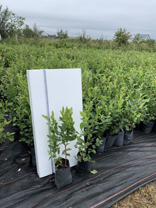 САДЖАНЦІ ЛОХИНИ ОПТОМ (голубика, борувка, чорниця)