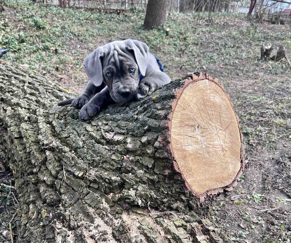 Елітні щеночки-Cane corso