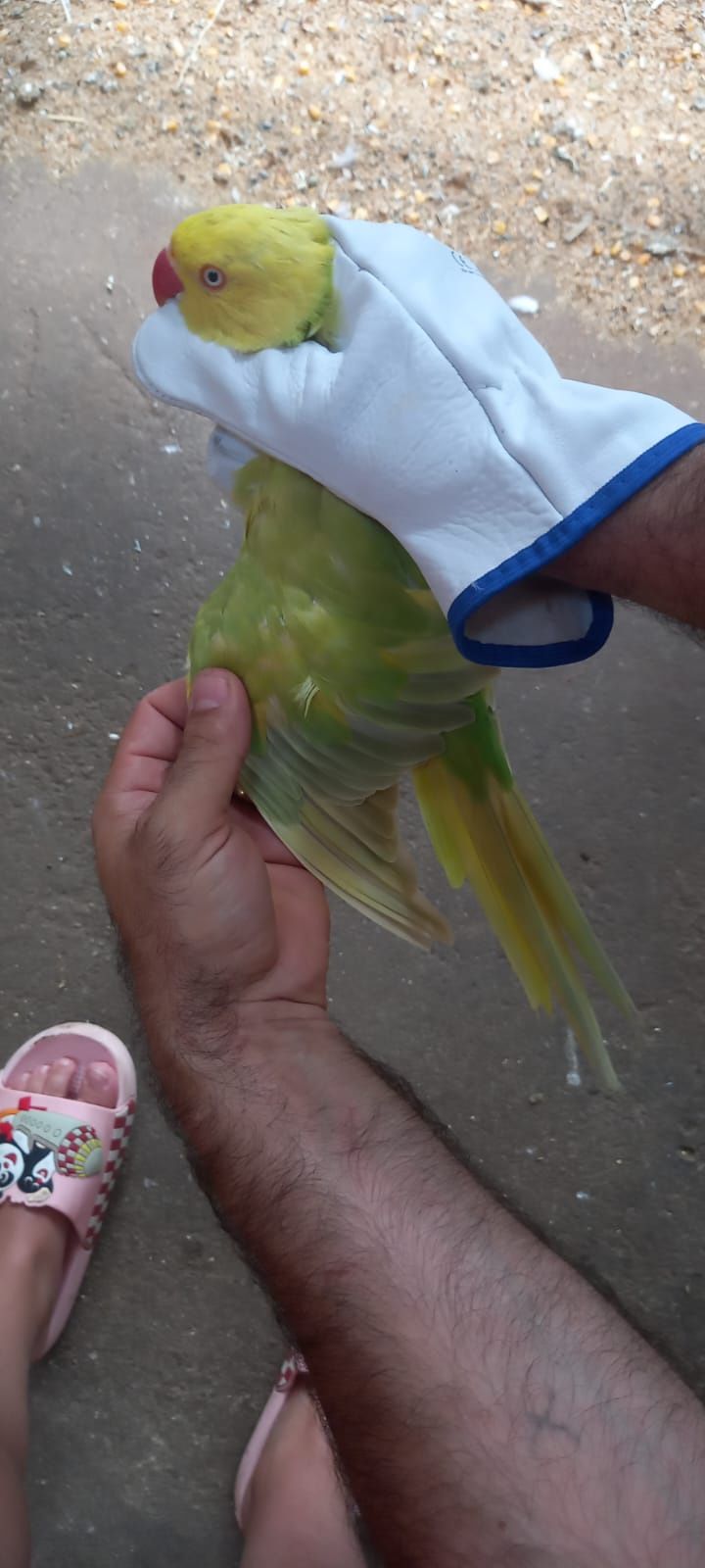 Vendo fêmea verde palida