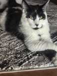 Maine Coon kot do hodowli