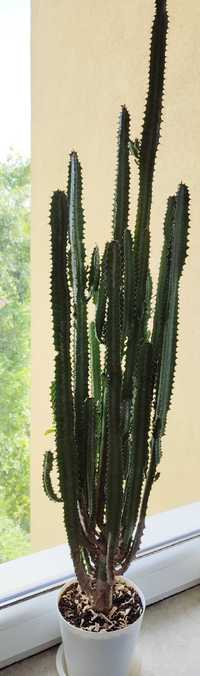 Kaktus kwiatek duży wysoki