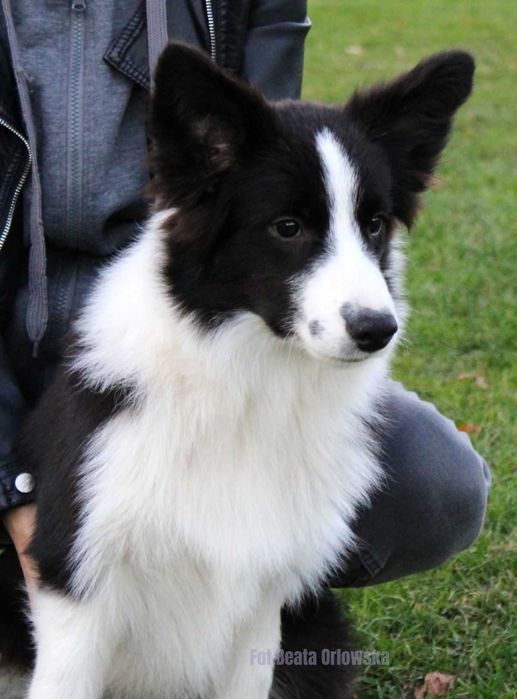Border collie mały przystojniak NASIR - ZKwP - gotowy do zmiany domu