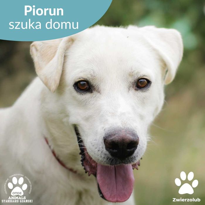 Energiczny Piorun szuka domu